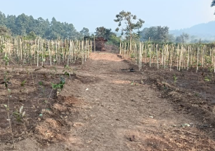 Highest Attendance Award in Tirupati, Andhra Pradesh