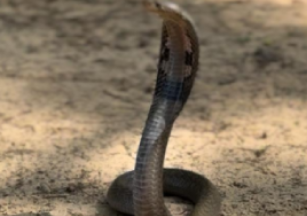 Inauguration of Stitching Centre at Hazaribagh