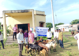 Health Checkup & Vaccination Camp for Cattles in PKG-10, Hazaribagh, Jharkhand